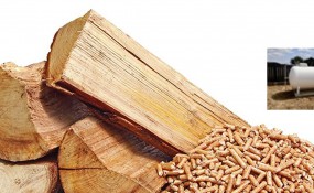 Dodatek dla gospodarstw domowych na zakup drewna kawałkowego, peletu  drzewnego, olej opałowy i gaz LPG (skroplony) po zmianach