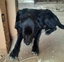 Szukamy właściciela psa