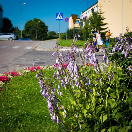 Wyświetl org. rozmiar