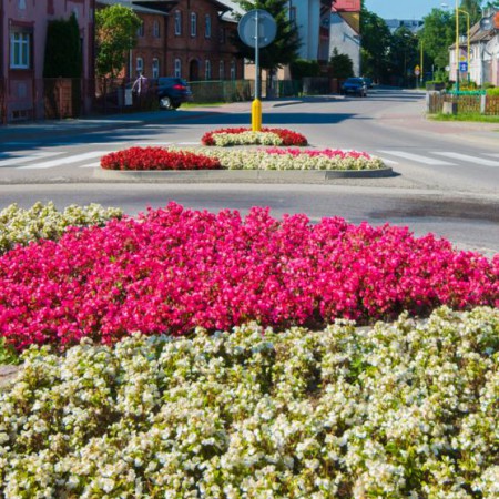 Wyświetl org. rozmiar