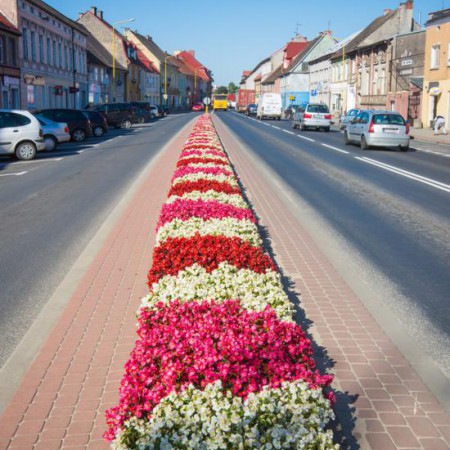 Wyświetl org. rozmiar