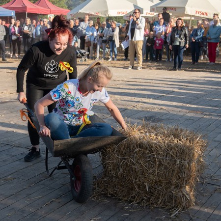 Wyświetl org. rozmiar