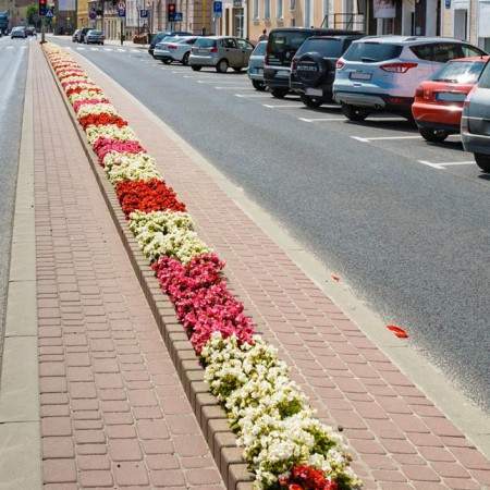 Wyświetl org. rozmiar