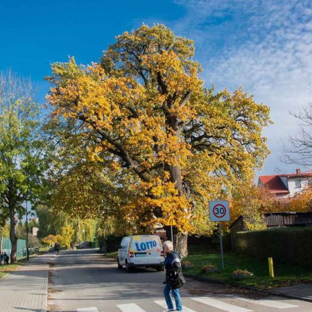 Wyświetl org. rozmiar
