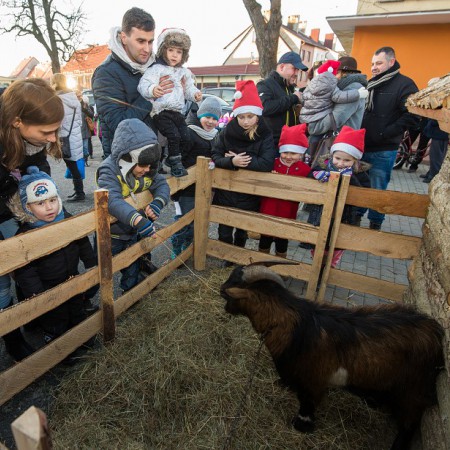 Wyświetl org. rozmiar