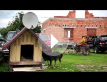 Pieskie życie z satelitą